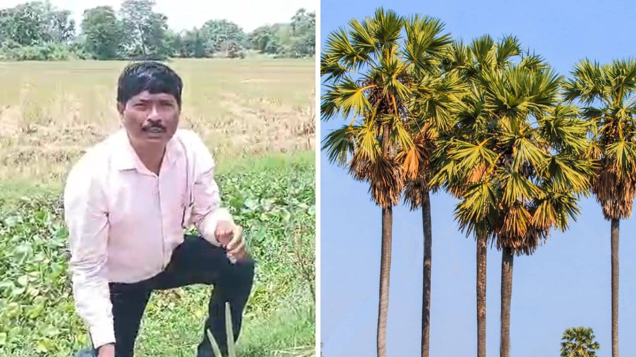 Hooghly: রাস্তার ধারে ৭৫,০০০ তালগাছ বসিয়েছেন এই শিক্ষক, কারণটা মনে দাগ কাটার মতো