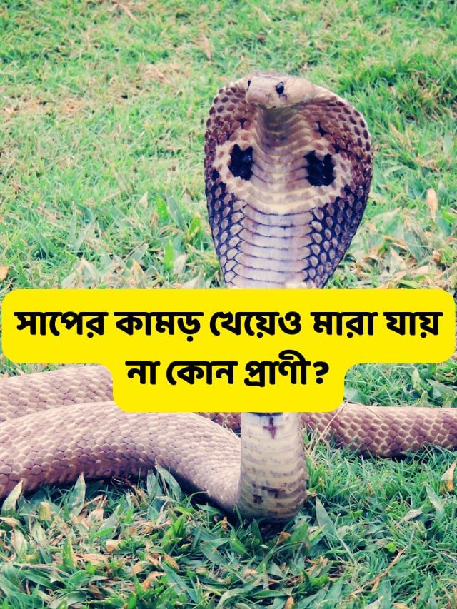কোন কোন প্রাণী সাপের কামড়ে মারা যায় না? তালিকা শুনলে চমকে যাবেন কোন কোন প্রাণী সাপের কামড়ে মারা যায় না? তালিকা শুনলে চমকে যাবেন