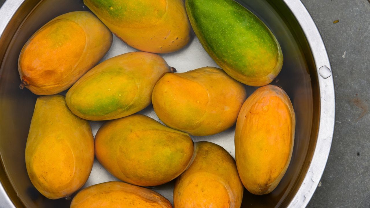 USA junks India Mango: ৪ কোটি টাকার আম নিল না আমেরিকা, ফেরত না এনে রেখে এল ভারত USA junks India Mango: ৪ কোটি টাকার আম নিল না আমেরিকা, ফেরত না এনে রেখে এল ভারত