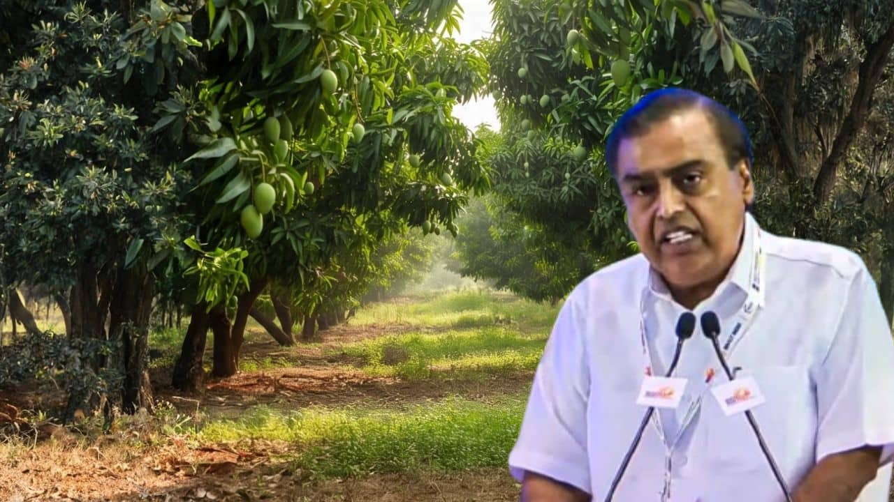 Mukesh Ambani Mango: গোটা মহাদেশে কেউ টক্কর দিতে পারে না অম্বানিকে, গরমকালে এই একটা জিনিস বেচেই সেরার সেরা মুকেশ