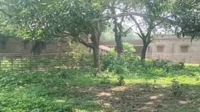 আমবাগানে আম নয়, পড়ল বোমা আমবাগানে আম নয়, পড়ল বোমা