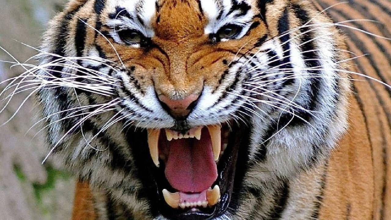 Assam, Tiger Death: রয়্যাল বেঙ্গল টাইগারের পা কেটে নিল!