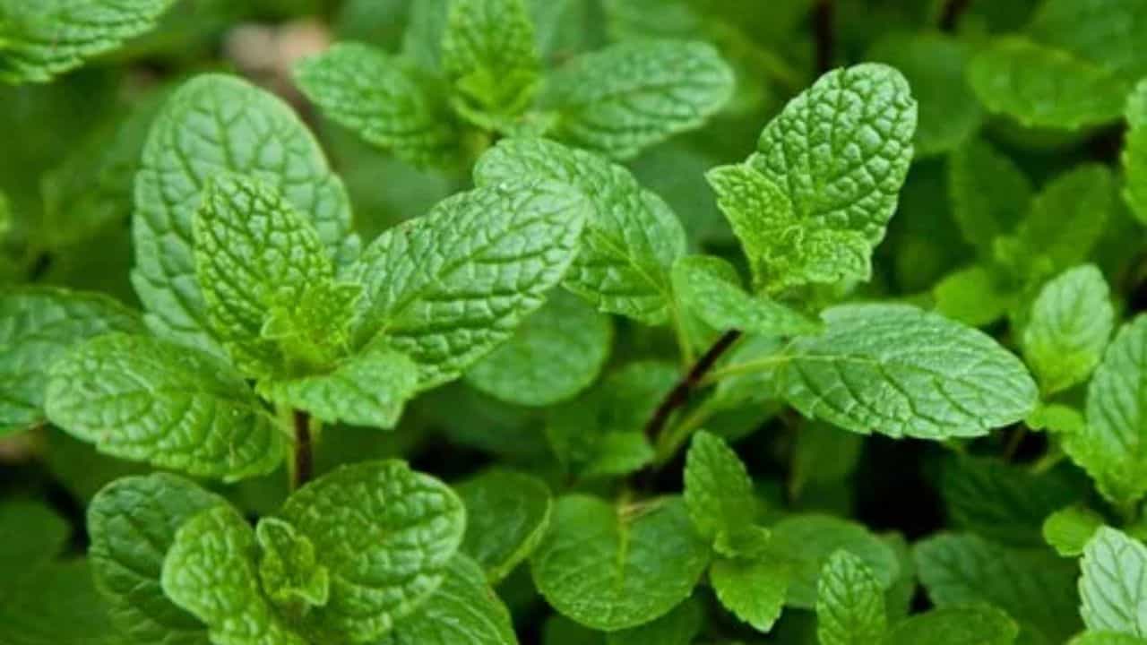 Health Tips: গরমের হাত থেকে নিষ্কৃতি দেবে একটিমাত্র পাতা! জানেন কী ভাবে? Health Tips: গরমের হাত থেকে নিষ্কৃতি দেবে একটিমাত্র পাতা! জানেন কী ভাবে?