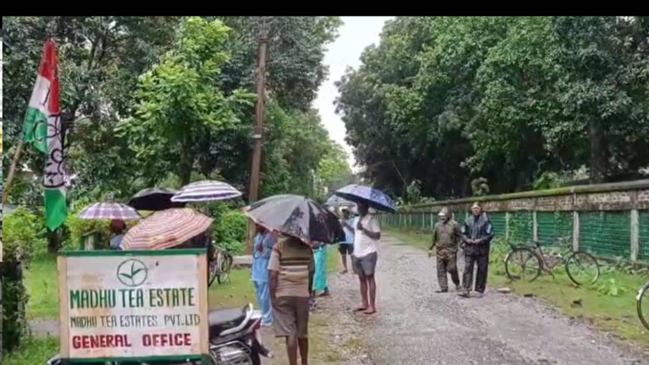 Alipurduar: খুলেও ২ বছরের মধ্যে ফের বন্ধ হয়ে গেল ডুয়ার্সের চা বাগান, কর্মহীন ৭০০ শ্রমিক