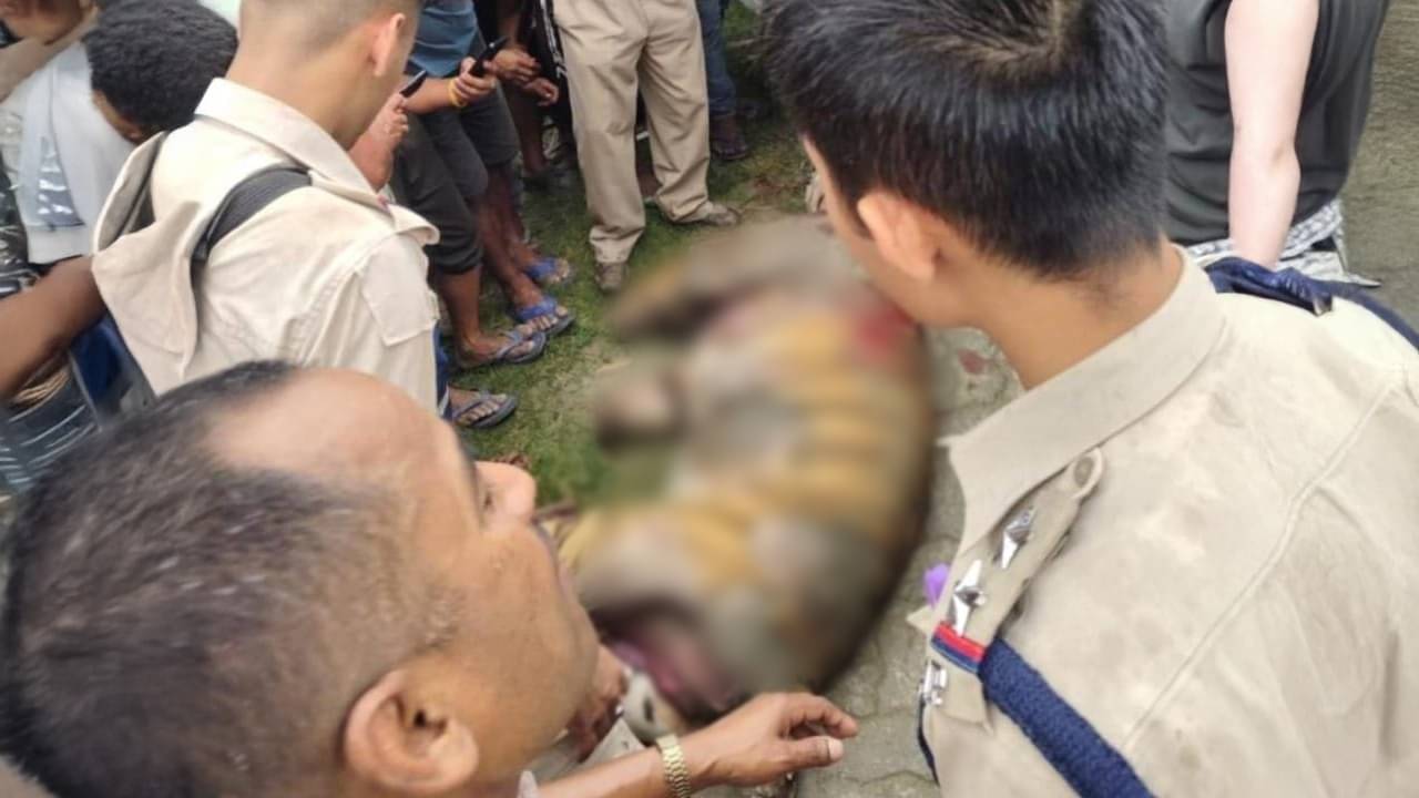 Royal Bengal Tiger: কেটে নেওয়া হয়েছে পা, উপড়ে ফেলা হয়েছে চামড়া! নৃশংসভাবে রয়্যাল বেঙ্গল টাইগারকে হত্যা