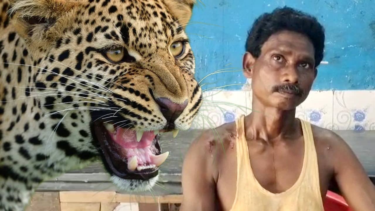 Alipurduar: মিনিট দেড়েকের খণ্ডযুদ্ধ, চিতাবাঘকে হারিয়ে বাঘাযতীন দুর্গা