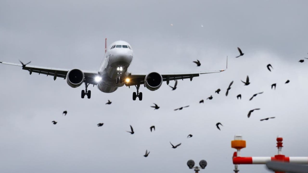 Kolkata Airport: বিপদ হাতে নিয়ে বিমান উড়ছে কলকাতায়, হাড়হিম করে দেবে এই তথ্যগুলো Kolkata Airport: বিপদ হাতে নিয়ে বিমান উড়ছে কলকাতায়, হাড়হিম করে দেবে এই তথ্যগুলো