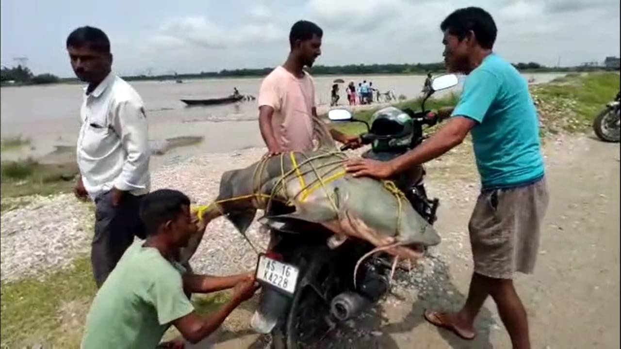 Alipurduar: জামাইষষ্ঠীর সকালে শোরগোল ফেলে দিল ৪৫ কেজির বাঘা আড়! শেষ পর্যন্ত কত দাম উঠল জানেন