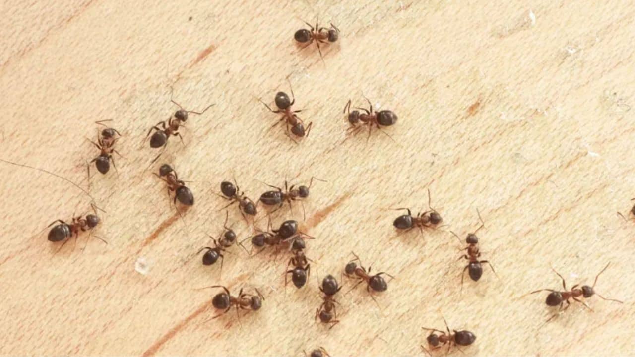 ঘরের কোণায় কোণায় পিঁপড়ের বাসা? ঘরোয়া টোটকাতেই বিদায় দিন