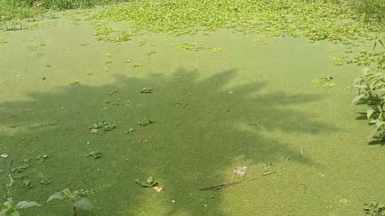 Bangaon: জলাভূমি বোজানোর অভিযোগ, একসঙ্গে সরব TMC-BJP দুপক্ষই