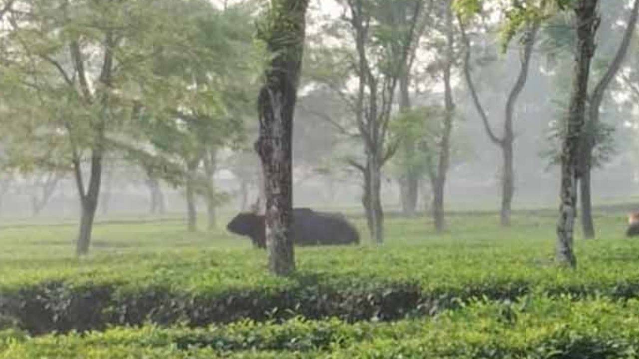 Jalpaiguri: দাপিয়ে বেড়াচ্ছে দলছুট বাইসন, আতঙ্কে চা বাগানের শ্রমিকরা