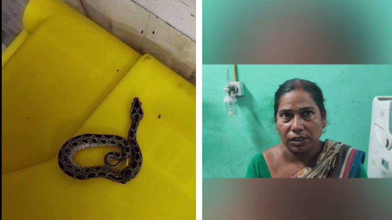Canning Snake Update: ছোবল মেরেছে সাপ, সেই চন্দ্রবোড়াকে হাতে করে ঝুলিয়ে নিয়ে হাসপাতালে হাজির মহিলা