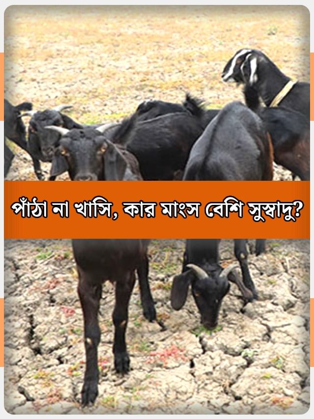 পাঁঠা আর খাসি ছাগলের পার্থক্য জানেন?