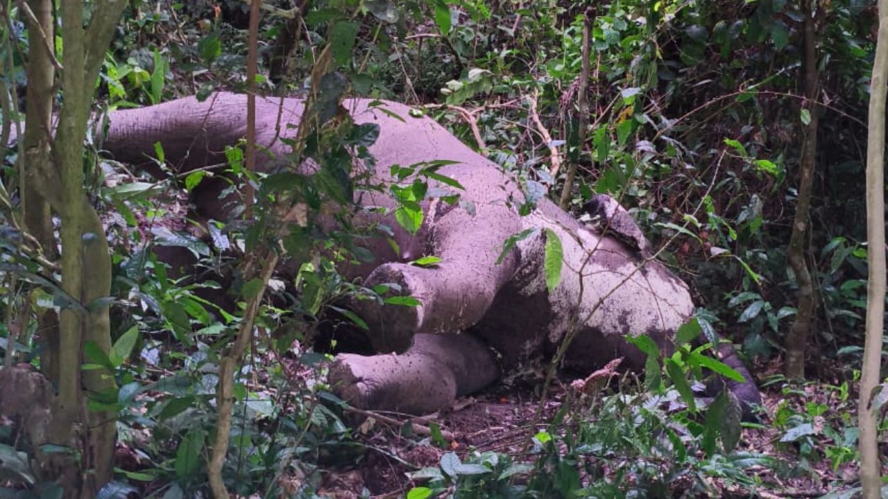 Jalpaiguri: জঙ্গল থেকে উদ্ধার হাতির পচাগলা দেহ