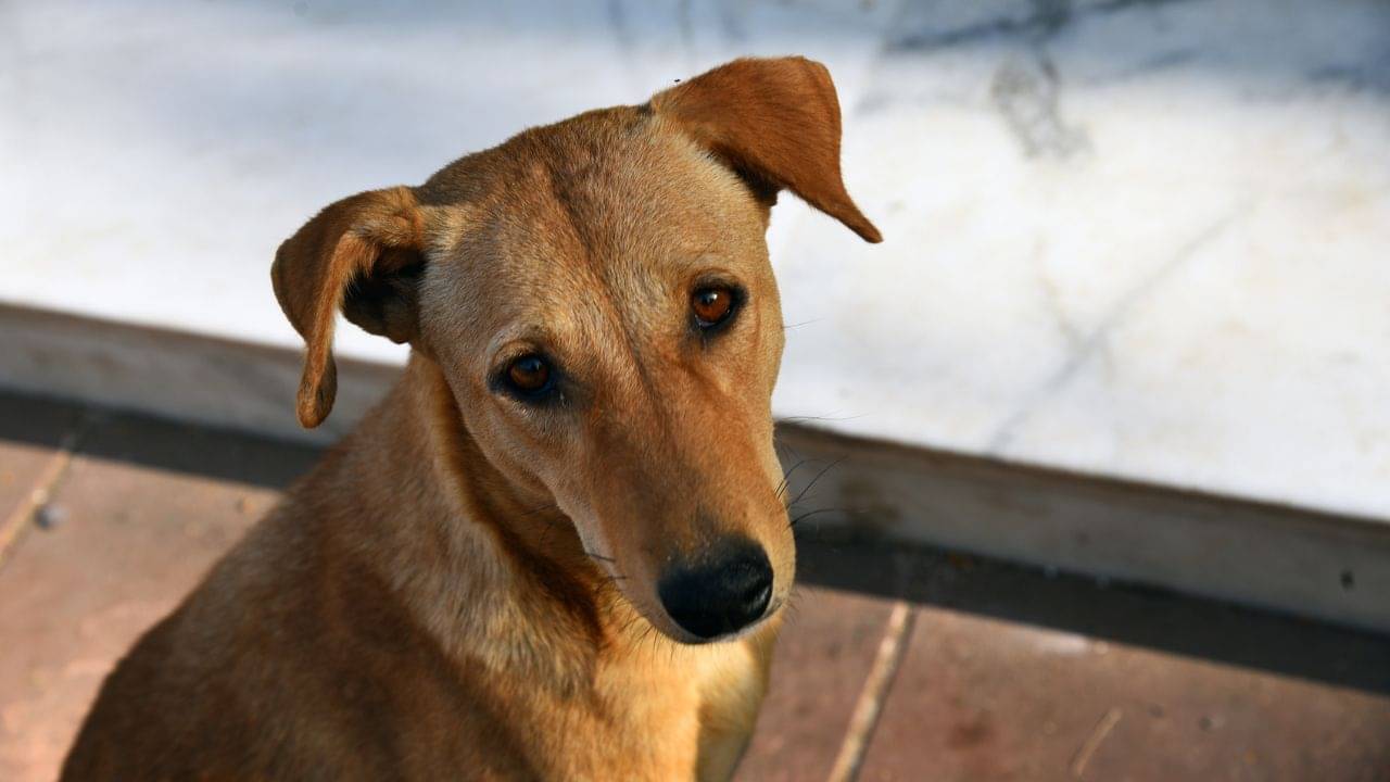 Dog Death: রথের আগে হয়েছিল...এক মাসও বয়স হয়নি, ৭টা সারমেয়র বাচ্চাকে মাথা থেঁতলে খুন