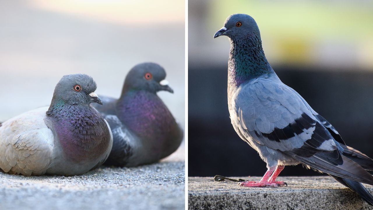 Pigeons: ব্যালকনি-জানালার কার্নিশে পায়রার দাপটে অতিষ্ঠ? এই দিকগুলো মেনে চলতে পারেন…