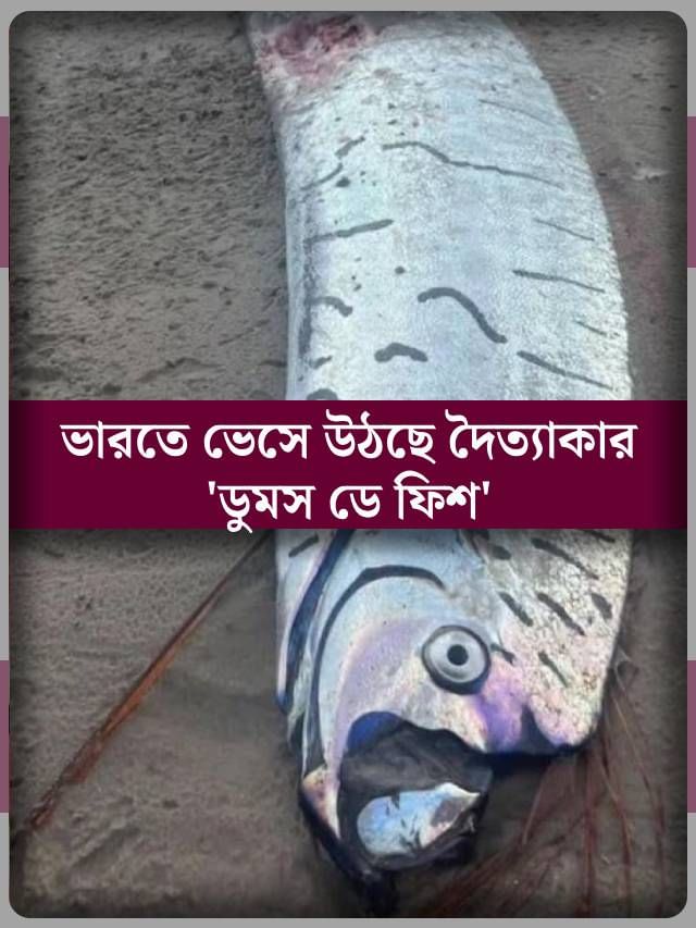 ‘ডুমস ডে ফিশ’ বারবার ভেসে ওঠা কীসের ইঙ্গিত? আসছে ভয়ঙ্কর দিন?