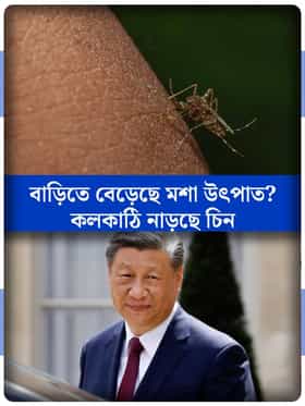 মশা এখন চিনের অস্ত্র, তাই কি বাড়ছে উপদ্রব?