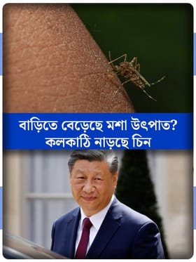 মশা এখন চিনের অস্ত্র, তাই কি বাড়ছে উপদ্রব?