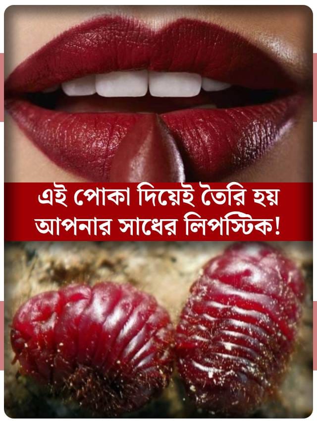 সারাদিন ঠোঁটে যে লিপস্টিক মাখেন, তা আসলে একটা পোকা, আগে জানতেন?