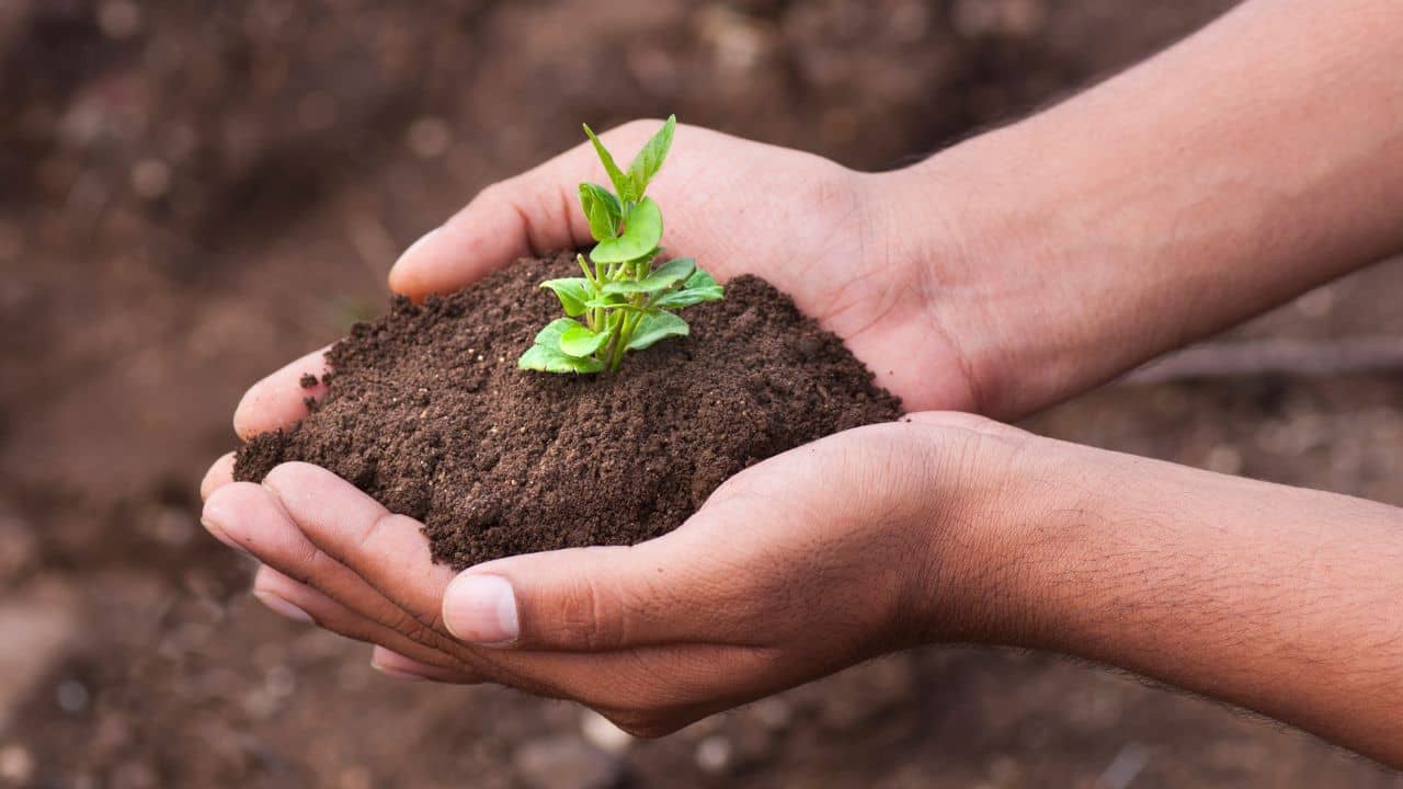 Tree Planting: বাড়িতে লাগান গাছের ‘পঞ্চরত্ন’! ত্বক ও স্বাস্থ্যে পাবেন আশ্চর্য উপকারিতা