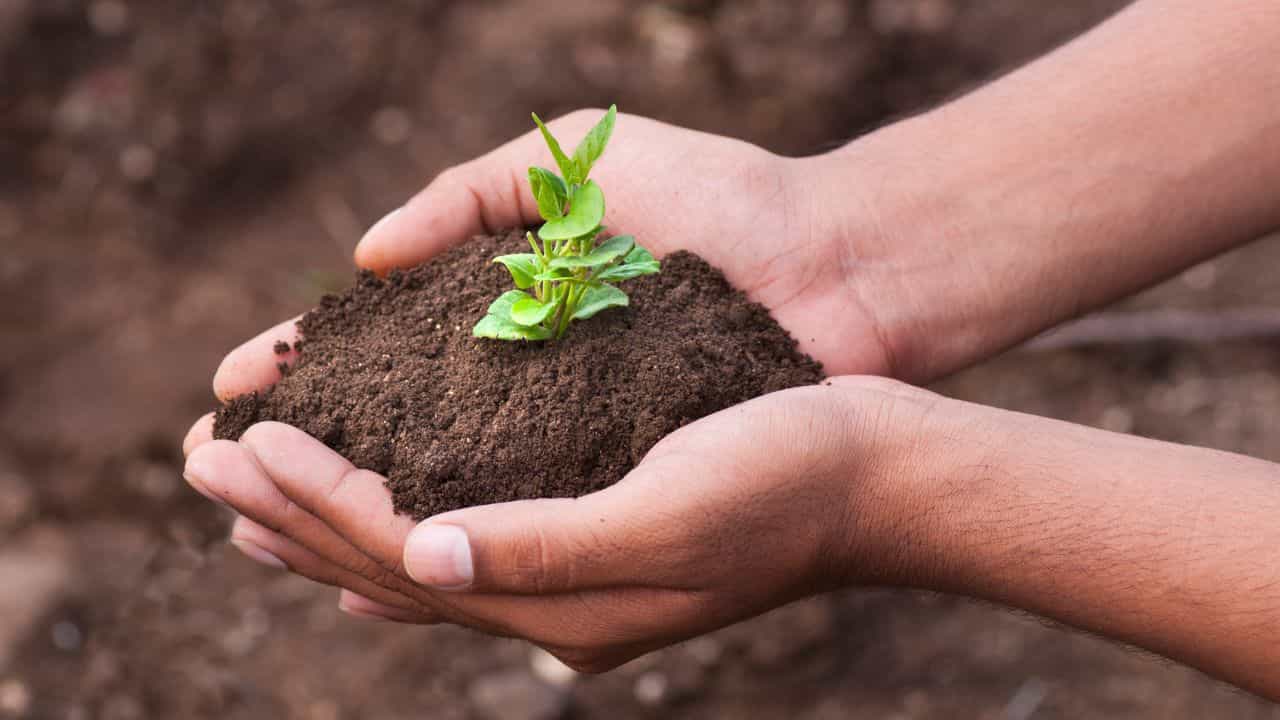 Tree Planting: বাড়িতে লাগান গাছের ‘পঞ্চরত্ন’! ত্বক ও স্বাস্থ্যে পাবেন আশ্চর্য উপকারিতা Tree Planting: বাড়িতে লাগান গাছের ‘পঞ্চরত্ন’! ত্বক ও স্বাস্থ্যে পাবেন আশ্চর্য উপকারিতা