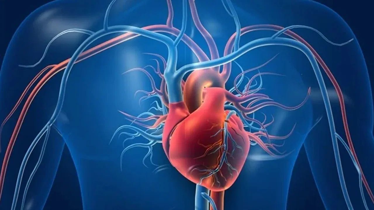 Heart Block: হার্ট ব্লক মানে কী? আসল বিষয়টা জানেন না অনেকেই Heart Block: হার্ট ব্লক মানে কী? আসল বিষয়টা জানেন না অনেকেই