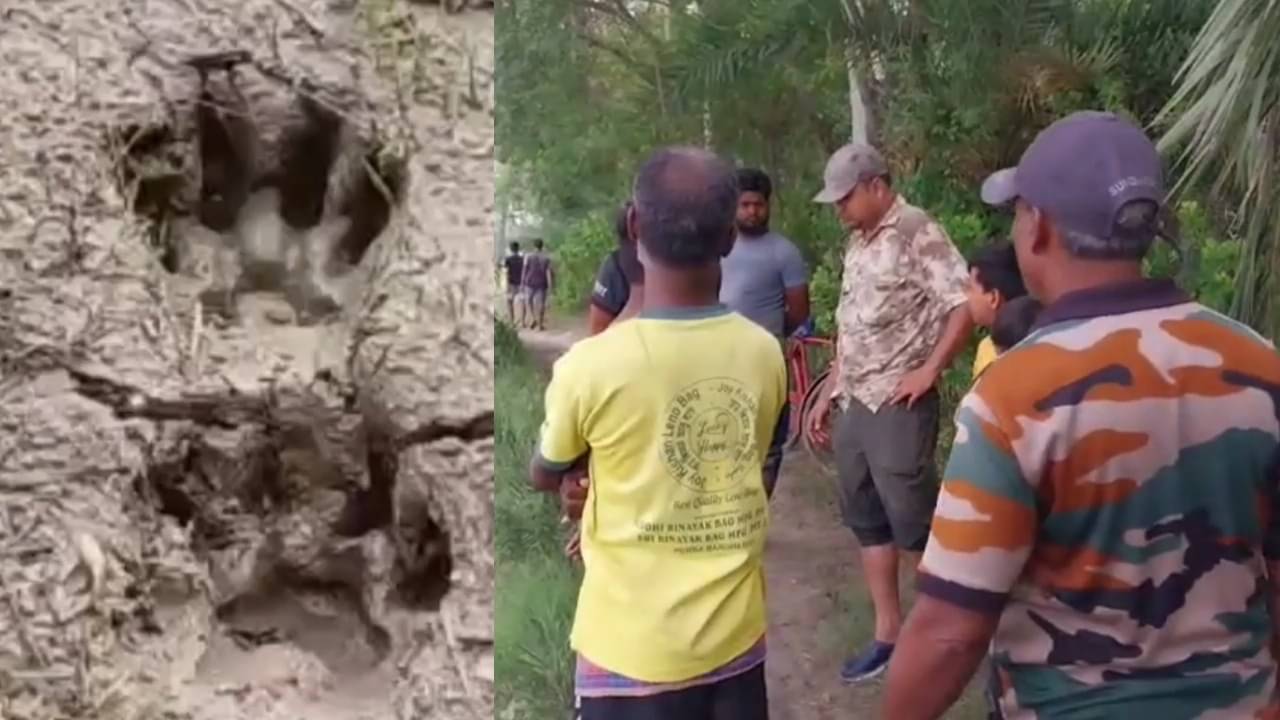 Kultali: লোকালয়ের পাশেই ঘুরছে ডোরাকাটা, মিলেছে পায়ের ছাপ! ভয়ে কাঁটা কুলতলির বাসিন্দারা