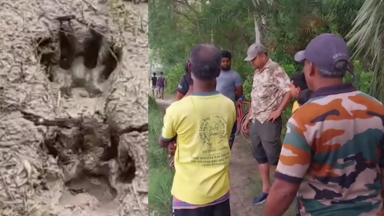 Kultali: লোকালয়ের পাশেই ঘুরছে ডোরাকাটা, মিলেছে পায়ের ছাপ! ভয়ে কাঁটা কুলতলির বাসিন্দারা Kultali: লোকালয়ের পাশেই ঘুরছে ডোরাকাটা, মিলেছে পায়ের ছাপ! ভয়ে কাঁটা কুলতলির বাসিন্দারা