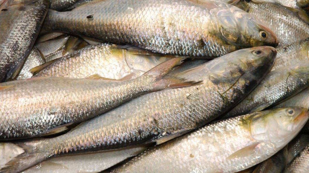 Digha-Shankarpur: কোথায় লুকিয়ে ইলিশ, বলে দেবে ISRO-র প্রযুক্তি, দিঘা-শঙ্করপুরে আজ সাজো সাজো রব