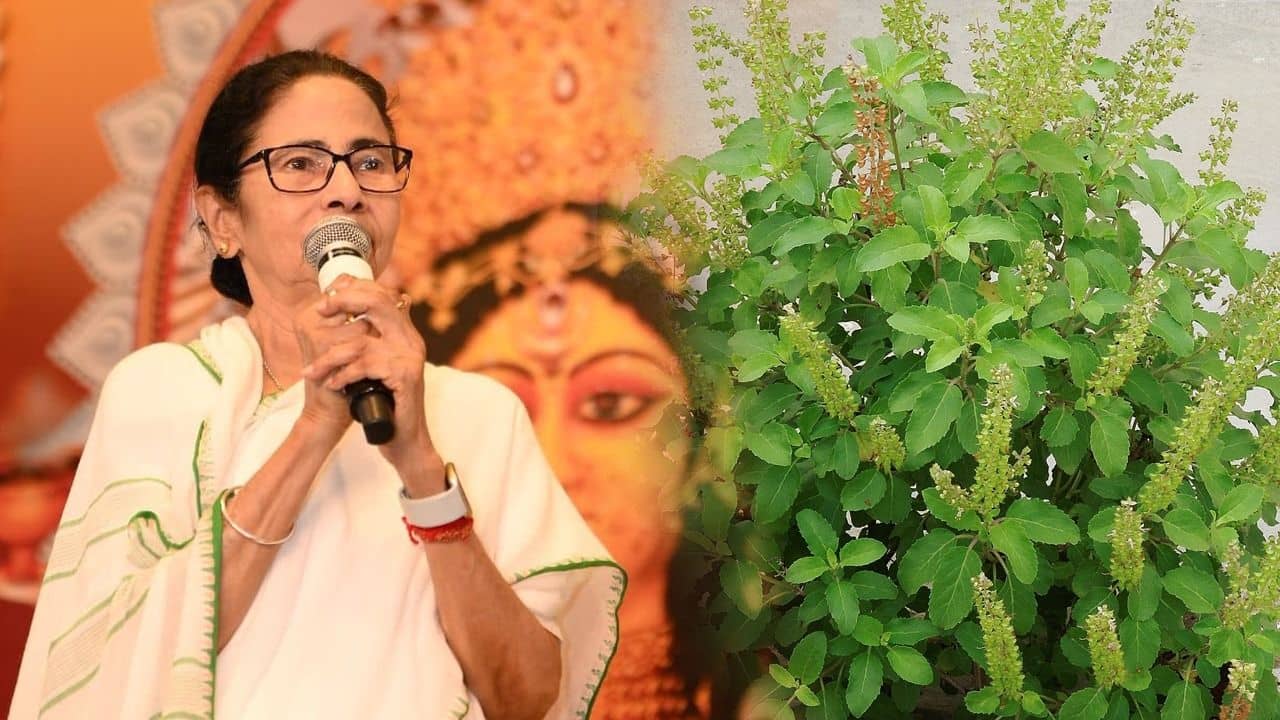 Tulsi Tree: আমার বাড়িতে ৪০টা তুলসী গাছ আছে... সব জায়গায় লাগানো যায় না..., নিয়ম বুঝিয়ে বললেন মমতা