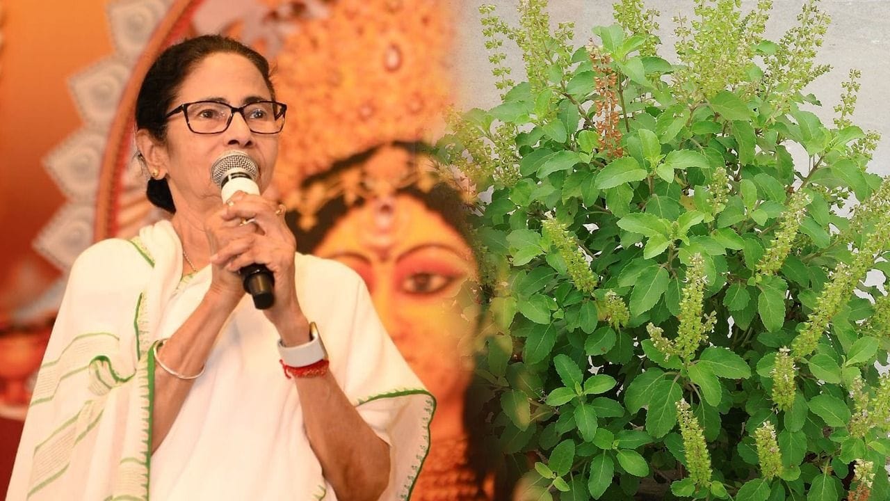 Tulsi Tree: 'আমার বাড়িতে ৪০টা তুলসী গাছ আছে... সব জায়গায় লাগানো যায় না...', নিয়ম বুঝিয়ে বললেন মমতা Tulsi Tree: 'আমার বাড়িতে ৪০টা তুলসী গাছ আছে... সব জায়গায় লাগানো যায় না...', নিয়ম বুঝিয়ে বললেন মমতা