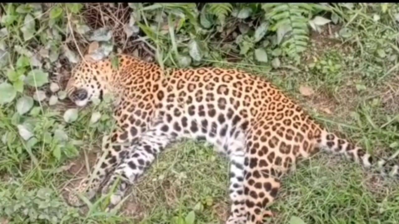 Alipurduar: চা বাগানের নালার মধ্যে উপুড় হয়ে পড়েছিল দেহ, চিতাবাঘের রহস্যমৃত্যু