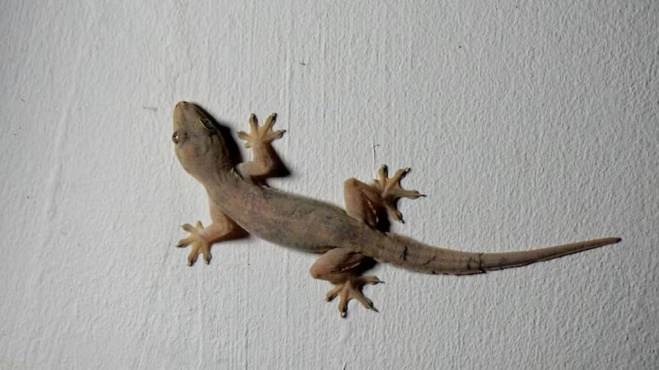 টিকতে দিচ্ছে না টিকটিকি? এই ৫ টোটকায় হবে খেল খতম