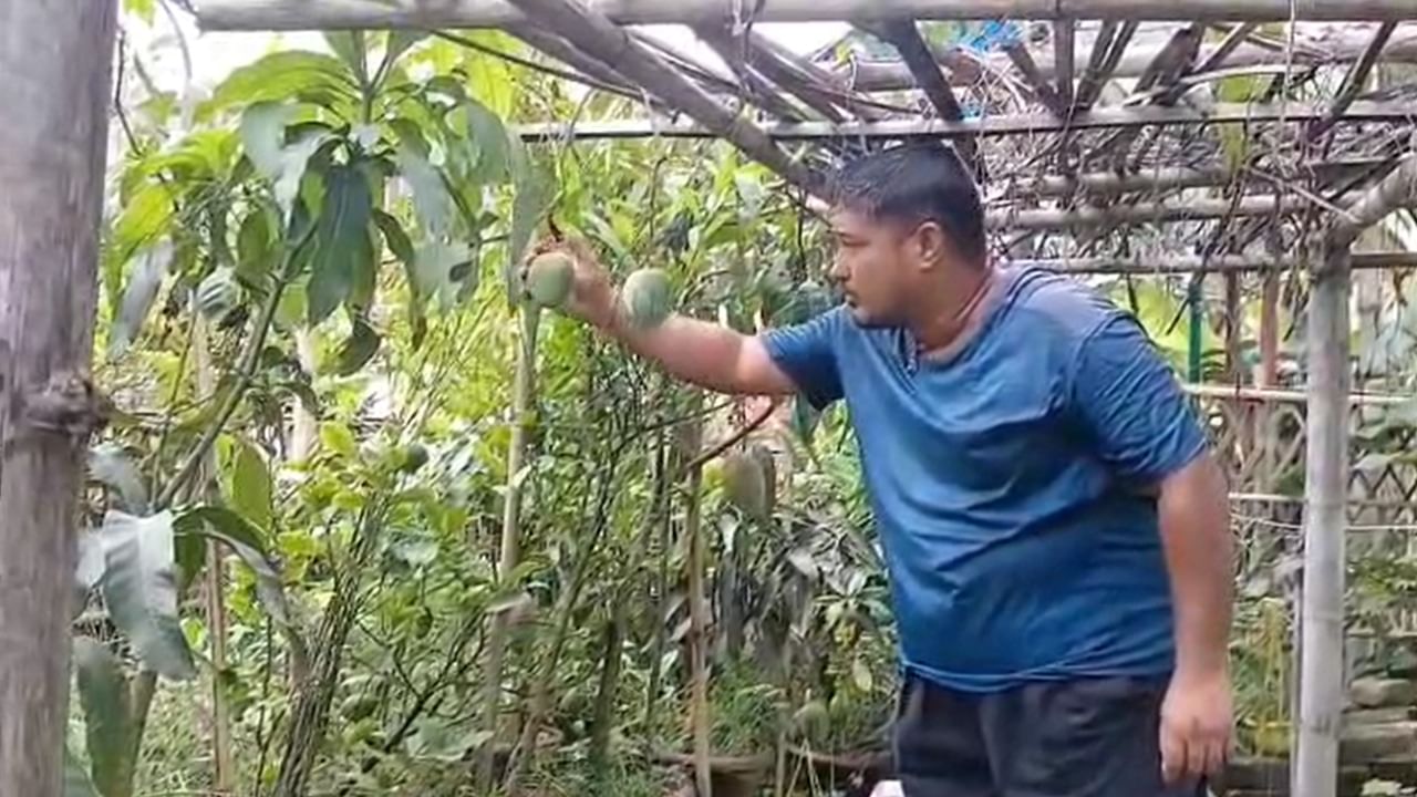 Mango: আলফানসো-হিমসাগরকে বলে বলে গোল! বাংলার বাগানেই ফলছে ৩ লাখের আম Mango: আলফানসো-হিমসাগরকে বলে বলে গোল! বাংলার বাগানেই ফলছে ৩ লাখের আম