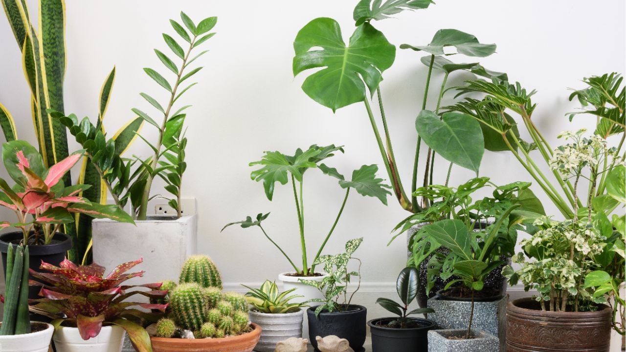 ঘরে গাছ রাখলেই মরে যাচ্ছে? দেখুন তো এই ভুলগুলো করছেন নাকি ঘরে গাছ রাখলেই মরে যাচ্ছে? দেখুন তো এই ভুলগুলো করছেন নাকি