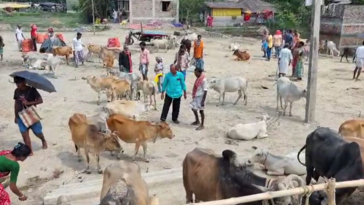 Sundarban: গরু কেনাবেচাতেও কাটমানি TMC-র? পঞ্চায়েতের বিরুদ্ধে মারাত্মক অভিযোগ, দেখুন নিজেই... Sundarban: গরু কেনাবেচাতেও কাটমানি TMC-র? পঞ্চায়েতের বিরুদ্ধে মারাত্মক অভিযোগ, দেখুন নিজেই...