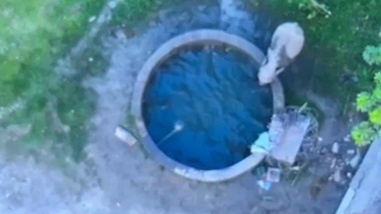 Jalpaiguri: চিৎকার করে ছাউনি মাথায় তুলল মা হাতি! জওয়ানরা ছুটে যেতেই হল থ...