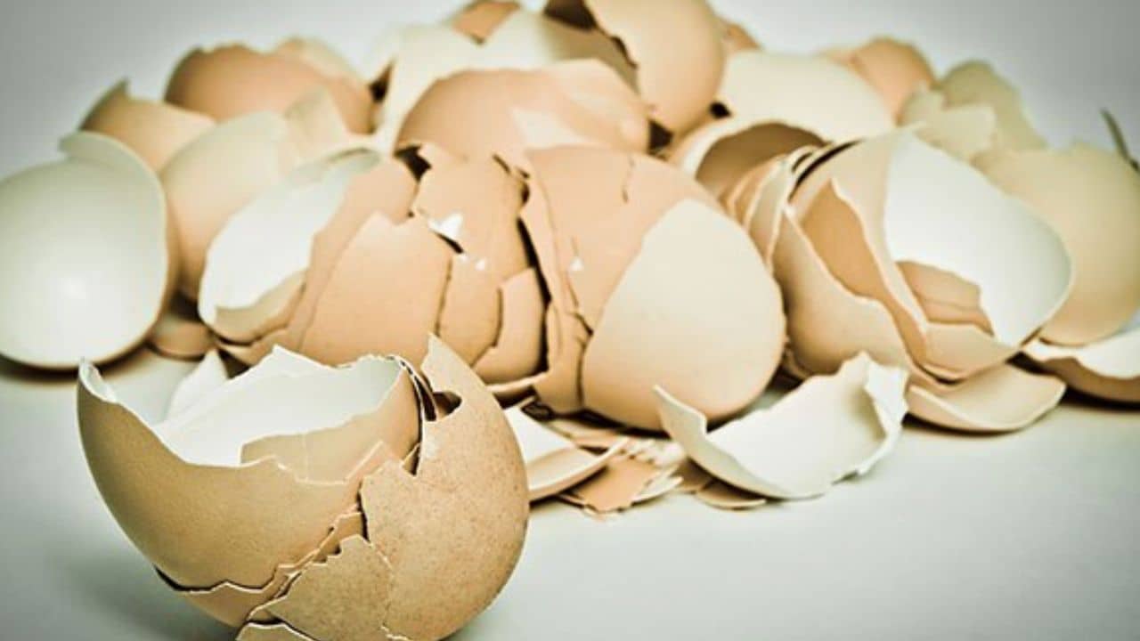 ডিম নয়, এবার খোসা দিয়েই তৈরি করুন ফেসপ্যাক, মিনিটেই ফিরবে জেল্লা