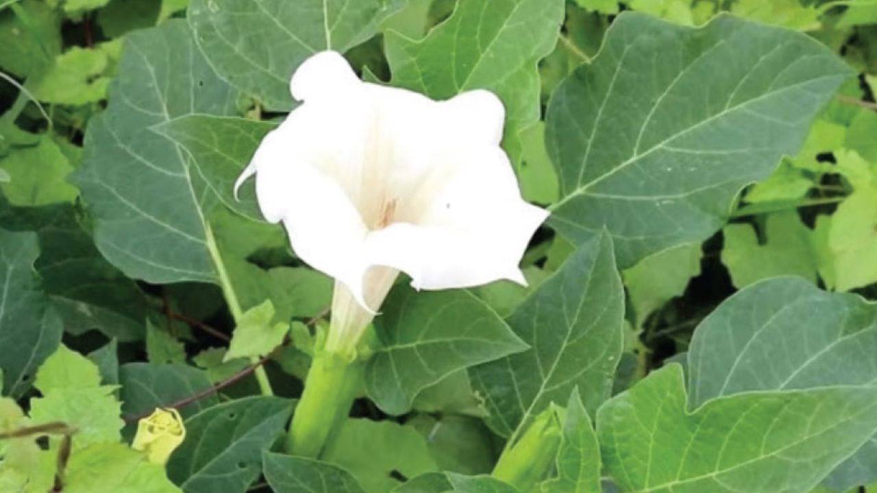 চুল পড়ে মাথা একেবারে টাক? ধুতরো ফুলেই লুকিয়ে ম্যাজিক সমাধান