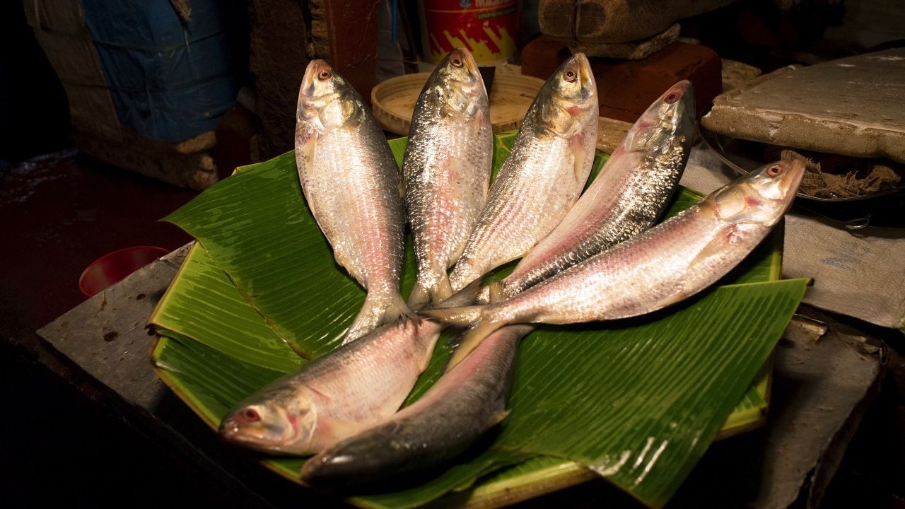 Hilsa fish: ইলিশের বদলে খয়রা-চন্দনা কিনছেন না তো? বাজারে গিয়ে জাস্ট এগুলো একবার 'চেক' করে নিন Hilsa fish: ইলিশের বদলে খয়রা-চন্দনা কিনছেন না তো? বাজারে গিয়ে জাস্ট এগুলো একবার 'চেক' করে নিন