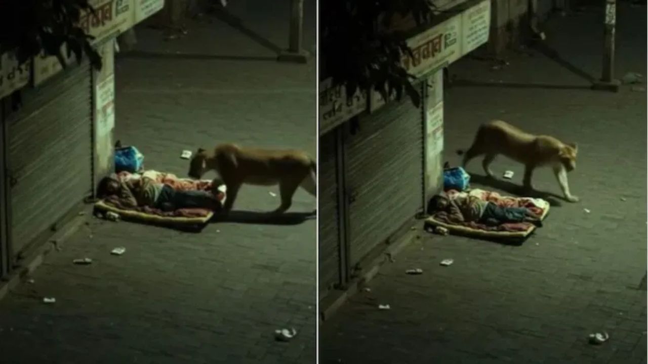 Viral Video: রাস্তার ধারে ঘুমোচ্ছিলেন ব্যক্তি, বিছানায় উঠে পড়ল সিংহী, তারপর… দেখুন হাড়হিম করা ভিডিয়ো
