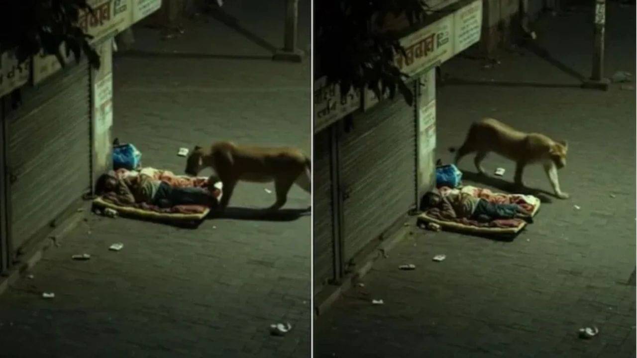 Viral Video: রাস্তার ধারে ঘুমোচ্ছিলেন ব্যক্তি, বিছানায় উঠে পড়ল সিংহী, তারপর... দেখুন হাড়হিম করা ভিডিয়ো