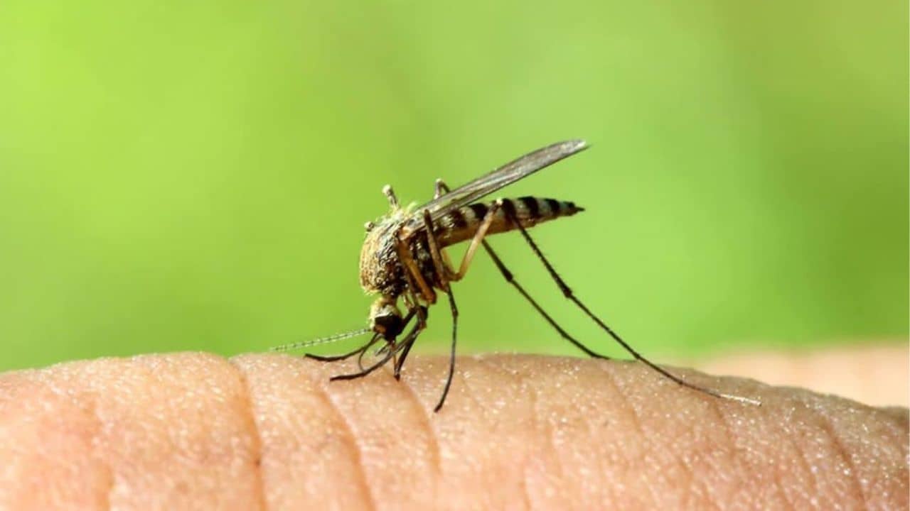 হাজার চেষ্টাতে মরছে না মশা? ঘরোয়া টোটকাতেই রয়েছে সমাধান