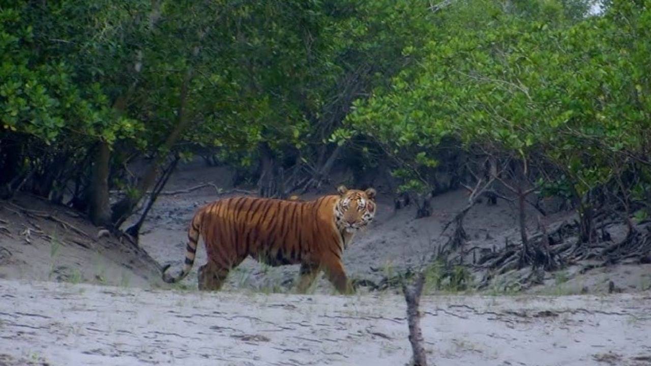 Forest: ৩ মাস ঘুরতে যেতে পারবেন না জঙ্গলে, এল বড় নির্দেশ