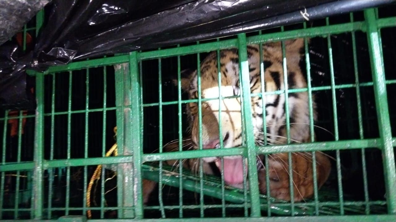 Tiger Captured: সামনে নধর ছাগল, লোভে পড়েই গুটি গুটি পায়ে ঢুকল বাঘ! রাতভর তর্জন-গর্জনে ঘুম উড়ল কুলতলির বাসিন্দাদের Tiger Captured: সামনে নধর ছাগল, লোভে পড়েই গুটি গুটি পায়ে ঢুকল বাঘ! রাতভর তর্জন-গর্জনে ঘুম উড়ল কুলতলির বাসিন্দাদের