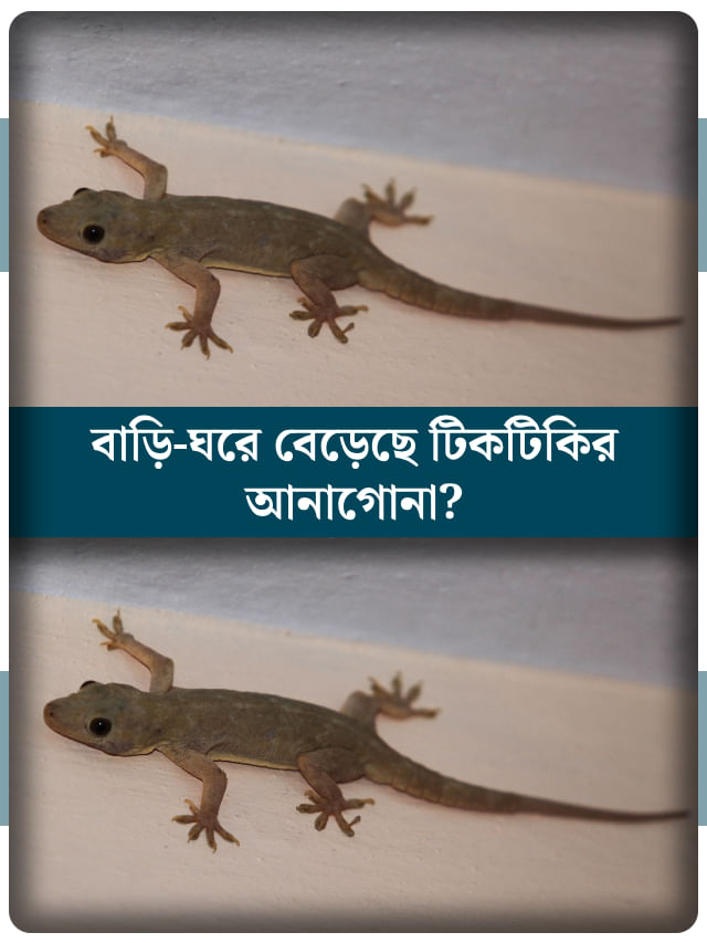 বাড়ির আনাচে কানাচে ঘুরছে টিকটিকি? জানেন এটি শুভ না অশুভ বাড়ির আনাচে কানাচে ঘুরছে টিকটিকি? জানেন এটি শুভ না অশুভ