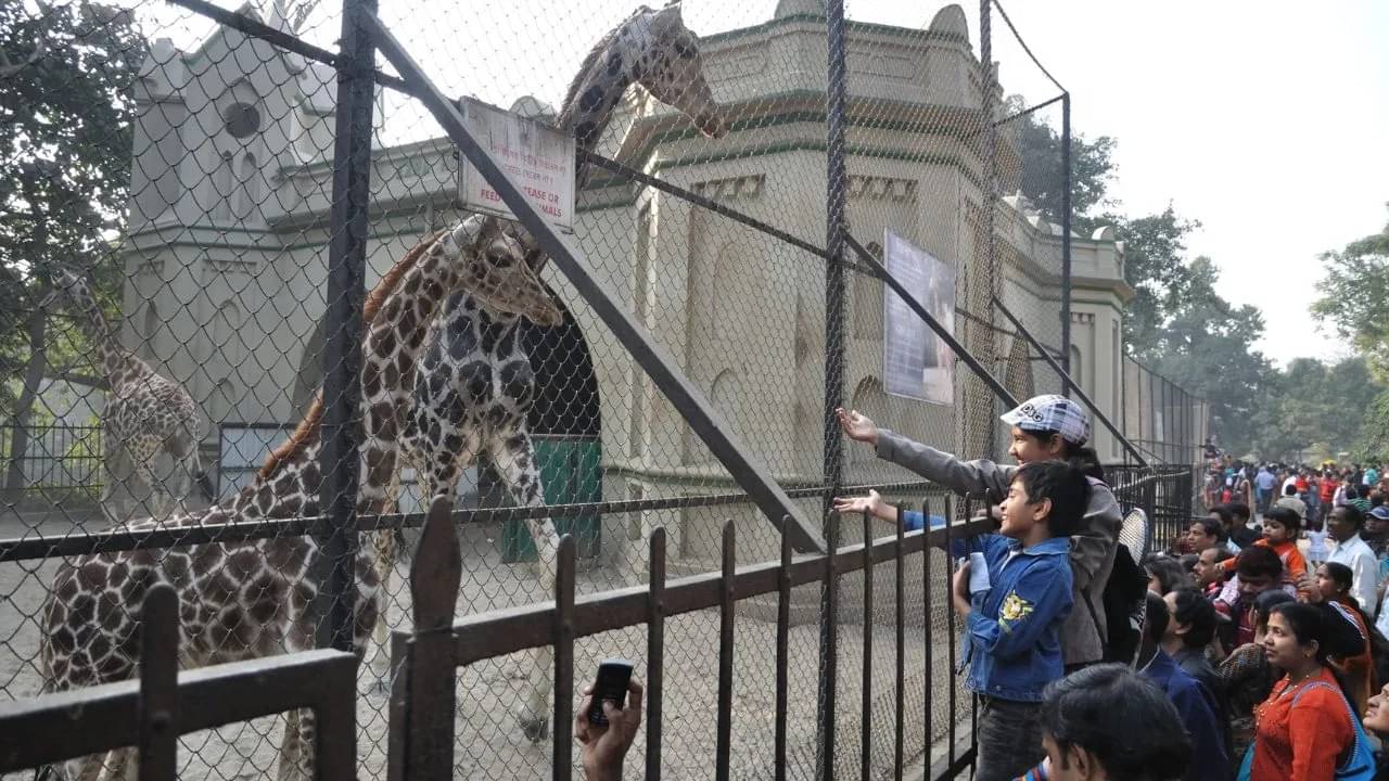 Kolkata Alipore Zoo: ১,৮৭২ থেকে কমে ৩৭২! আলিপুর চিড়িয়াখানা থেকে উধাও বাঘ-সিংহ-জিরাফ ? মামলা দায়ের হাইকোর্টে
