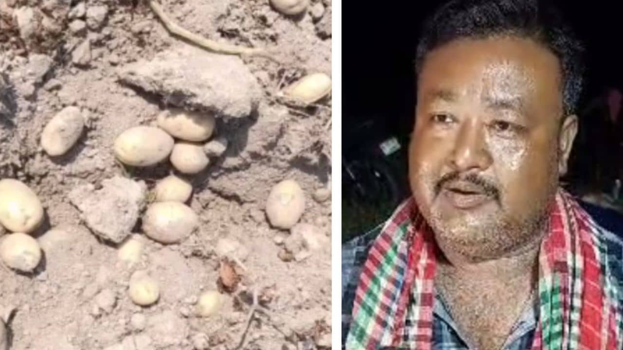 Potato cultivation: আলু চাষ করতেন বলে অপয়া বলে দাগিয়ে ছিল গোটা গ্রাম, বাধ্য হয়ে চরম সিদ্ধান্ত তৃণমূল নেতার