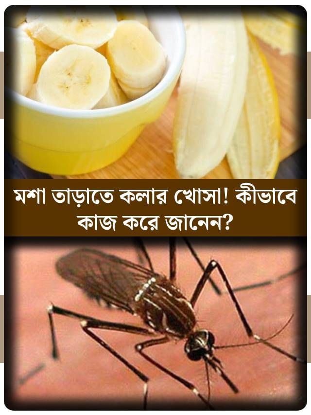 মশার যম কলার খোসা, আগে জানতেন? কীভাবে ব্যবহার করবেন? মশার যম কলার খোসা, আগে জানতেন? কীভাবে ব্যবহার করবেন?